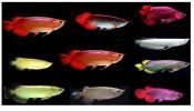 24k arowana fish, Asian red arowana fish, Black stingray fish for sale $150