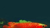 Premium Quality Super Red Arowana Fish and Many others For Sale.