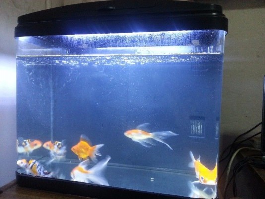 Fish Tank for Sale and 6 fishes for Adoption( $60 )