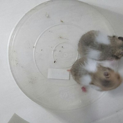 Syrian Hamster (Reserve)