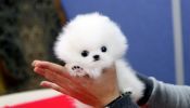 Purebred Toy Pomeranian Puppies available