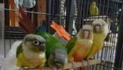 [SOLD] yellow sided & pineapple conure