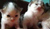 2 weeks ragamuffin kittens for available reservation