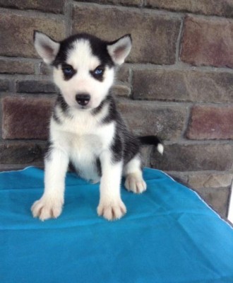 Gorgeous Pure Breed Siberian Husky Puppies Text (202) 524-1600