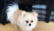 FREE Adoption For Rare Pomeranian Male Whatapp : 17196006709